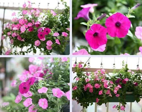 20160525145810 ban cong hoa13 Chiêm ngắm những căn hộ chung cư đẹp hút hồn nhờ ban công hoa