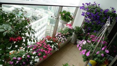 20160525145810 ban cong hoa5 Chiêm ngắm những căn hộ chung cư đẹp hút hồn nhờ ban công hoa